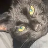 FelixCat - @felixthecatreal - TikTok