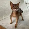 felixthe24yearoldcat - @meowitsfelix - TikTok