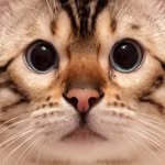 Hi 👋🏻 I am Felix 🐈 - @felix______cat - Instagram