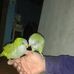Felix Chamorro - Facebook
