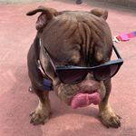 Chase Félix - @chasefelixbully - Instagram