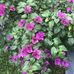Chasel Felix - Facebook
