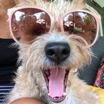 Felix the scruff muffin - @felix.chases.butterflies - Instagram