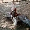 Felix Che - @felix.che3 - TikTok