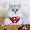Felix Cherry AGmur - @felix_silver_cat - TikTok