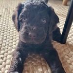 Felix Baghera - @felix_cobberdog - Instagram