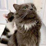 Ash Misty Felix Connor & Dan - @titoscats - Instagram
