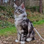 Felix 🐾 the Maine Coon - @felix_maine.coon - Instagram