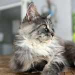 Félix - @felix.happy.coon - Instagram