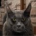 FELIX LYNX COON - Facebook