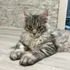 felix_mainecoon - @felix_mainecoon - TikTok