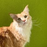 Felix Mainecoon - @felix_coon - Instagram