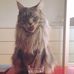 Felix, the Maine Coon Prince - Facebook