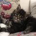 Felix Theory/maine coon Cattery - Facebook