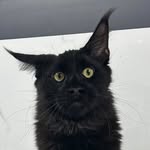 Felix’Coon - @felix_themainec00n - Instagram