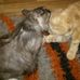 Ronja &amp; felix meine main coon katzen - Facebook