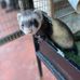 Felix Cooper - Facebook