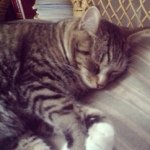 Felix Crocker - @felix.the.feline - Instagram