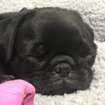 Felix Crowder - @maggie_wilson0 - Instagram