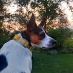 Felix "Hopper" - @hop_perdog - Instagram