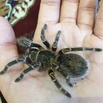 Felix Howard - @felixs_tarantulas - Instagram