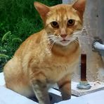 Felix Hung - Facebook