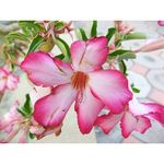 @felixhyde__0994 - Instagram