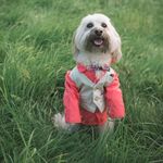 Felix Jenkins - @pup_dup - Instagram
