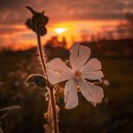 felixjohnson - @felix_johnson99 - Instagram