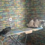 Каспер и Феликс🐱 - @kasper_and_felix - Instagram