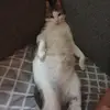 Felix King - @felixking44 - TikTok