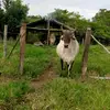 Felix Lara - @felixlara815 - TikTok
