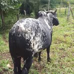 Félix Mayorga - Facebook