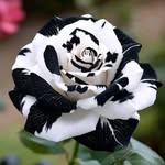 José Félix Mayorga Medina - @reynaldojosemayorga - Instagram
