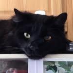 Felix McGee - @thenamesfelixthecat - Instagram