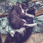 🐾Meeko & Felix 🐾 - @meekoandfelix - Instagram