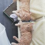 Felix, Murphy and Kyra - @kitty_coons - Instagram