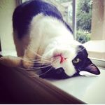 Felix🐱 - @felix.rice - Instagram