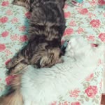 Felix Roary - @purrwithfelix_roary - Instagram
