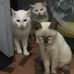 Felix Roco Ricci - Facebook
