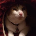 Felix - @_felixrogers_ - Instagram