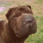 Felix - @sharpei_felix_09 - Instagram