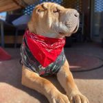Felixito 🐾 - @felix.sharpei - Instagram