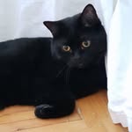 Sonat Güneş - @felix_shorthair - Instagram