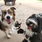 Blue, Felix ,& Wyatt 🐶🐱🐶 - @blue_and_felix_ - Instagram