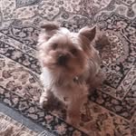 Felix 🐶 9 y.o. 🎉 - @felixtheyorkshire - Instagram