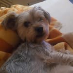 Felix - Male Yorkie 💙 - @felix_yorkie_2023 - Instagram