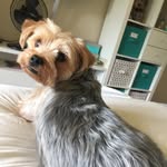 Felix 🐶 - @felix_yorkie - Instagram