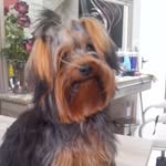 Félix Andrade - @felix_yorki - Instagram