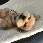 Felix Fritz - @felixyorkiepom - Instagram